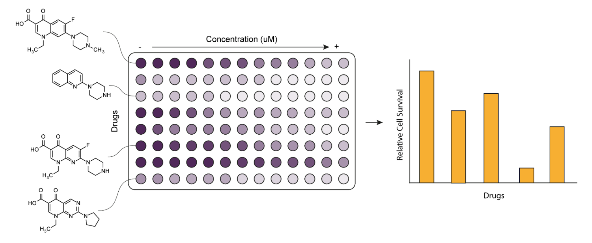 Plotting a cell survival assay.